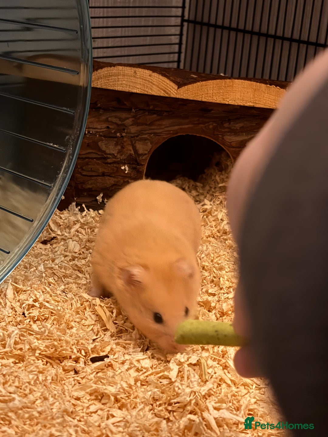 Hamster rodents for sale: Syrian Hamster (Draco) for rehome - Advert 3