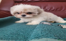 Shih Tzu dogs for sale: Ready now 🥰 Last Imperial ShihTzu Lavender Girl.  - Image 20