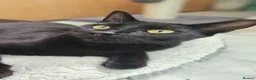 Mixed Breed cats for adoption: Female Rescue Cat for Indoor Only Adoption - Advert 3
