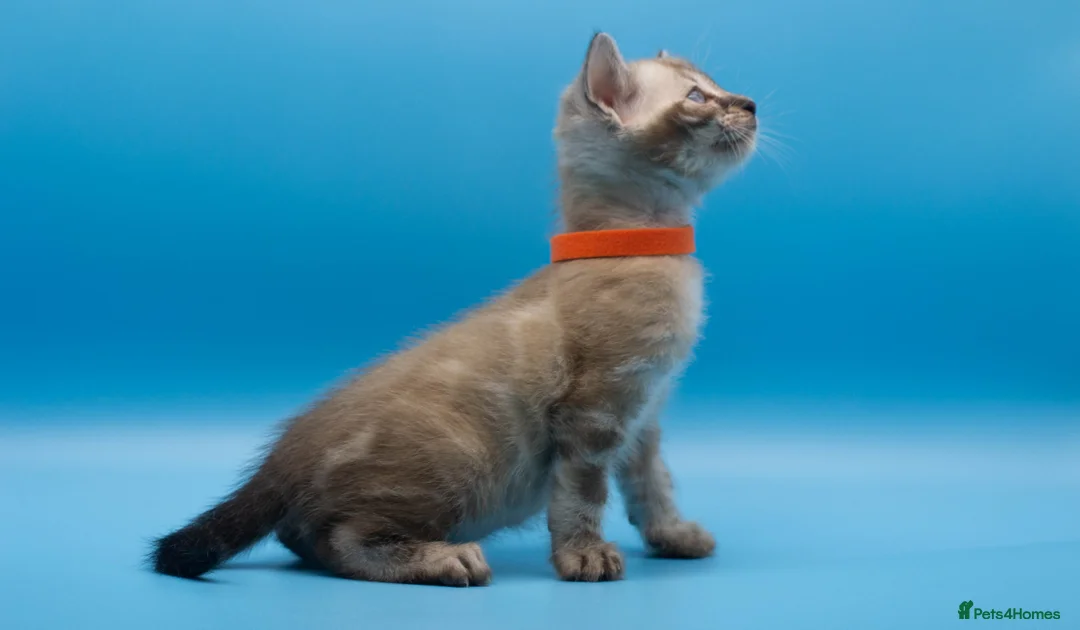 Bengal cats for sale: TICA Registered Bengal Kittens – Truly Magnificent - Advert 22