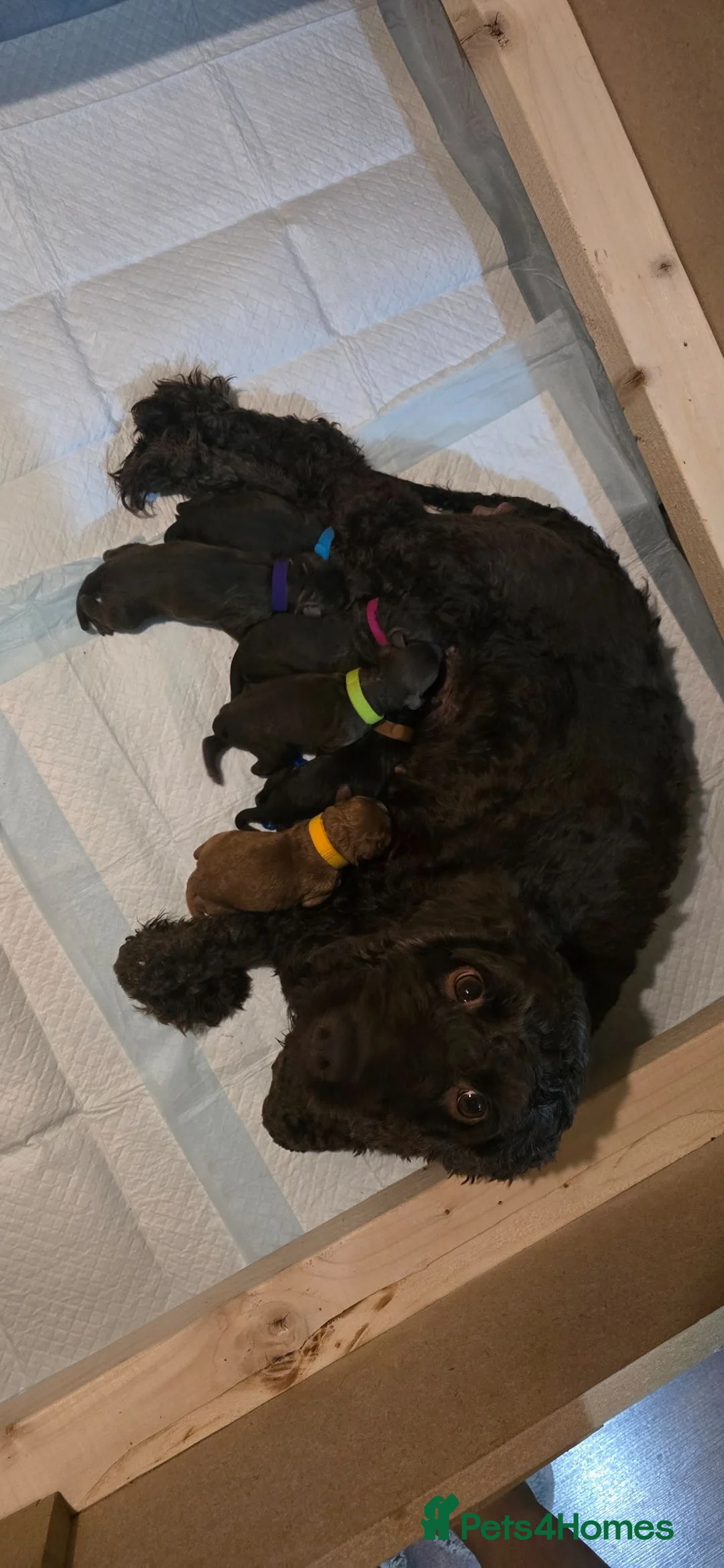 Cockapoo dogs for sale: Rare cockapoo pups with mix blue eyes colour - Advert 15