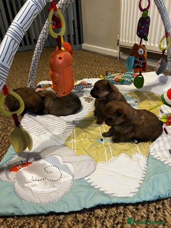 Pomeranian dogs Gorgeous Pomeranian Puppies, 2 Boys and 2 Girls - Advert 7