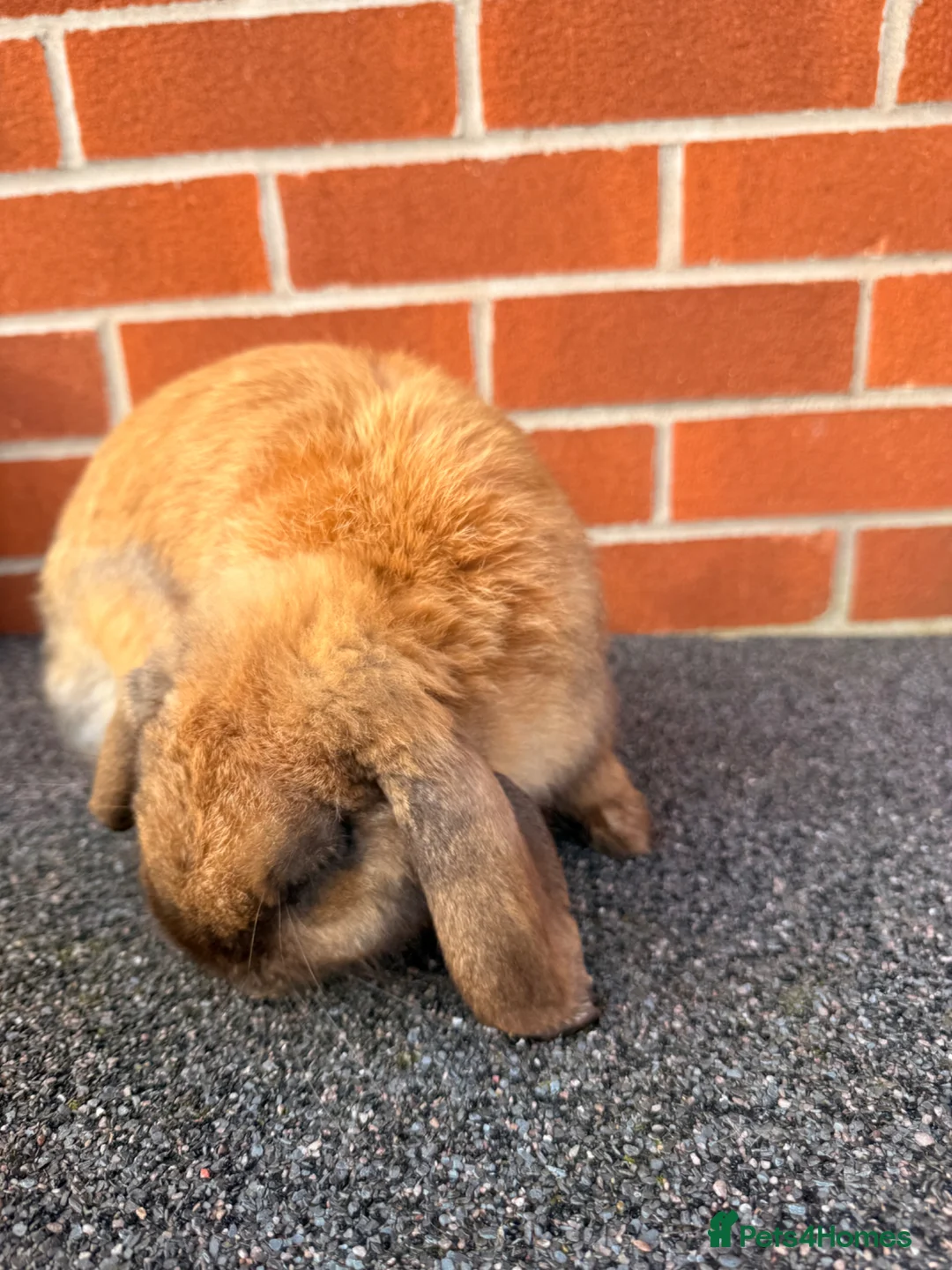 Mini Lop rabbits for sale: Mini lop boy looking for his forever home Adoption in Stafford - Advert 7