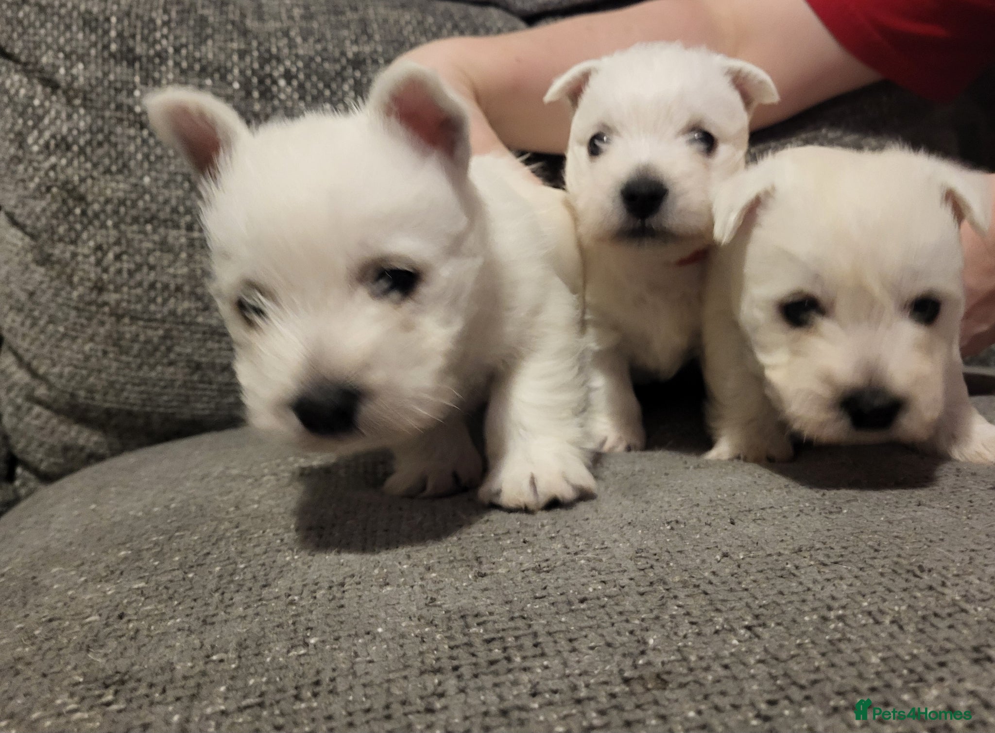 West Highland Terrier dogs Westies for sale - Advert 11