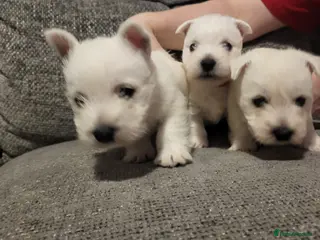 West Highland Terrier dogs Westies for sale - Advert 11