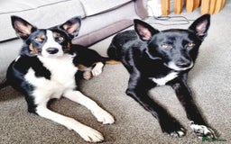 Mixed Breed dogs for sale: Collie X pups  - Image 1