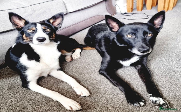 Mixed Breed dogs - Advert 4