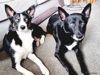 Mixed Breed dogs - Advert 1