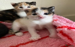 Domestic Shorthair cats for sale: 🐾 3 Beautiful Kittens Looking for Loving 🐾 🐾  - Image 5