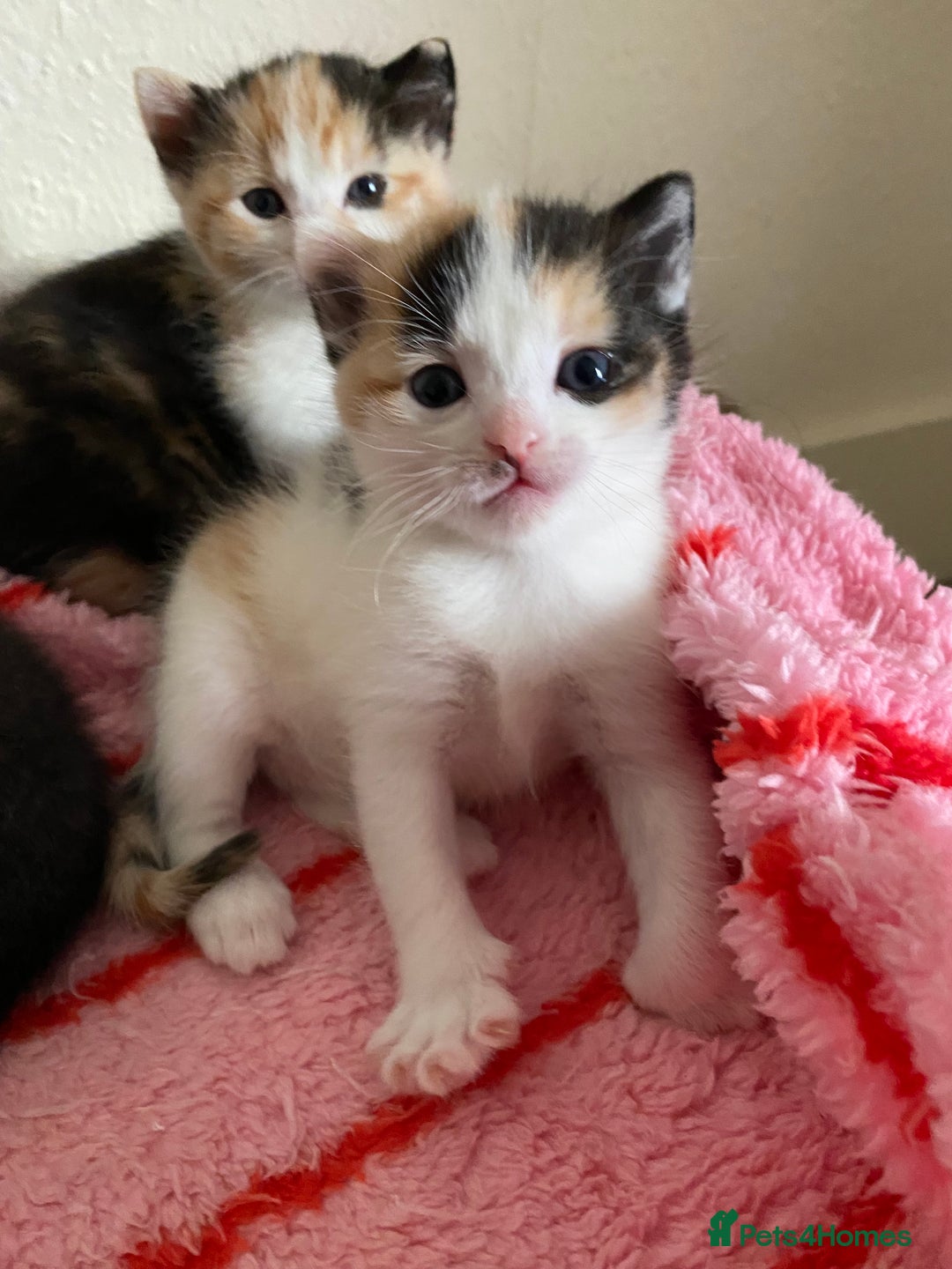 Domestic Shorthair cats for sale: 🐾 3 Beautiful Kittens Looking for Loving 🐾 🐾  - Image 5