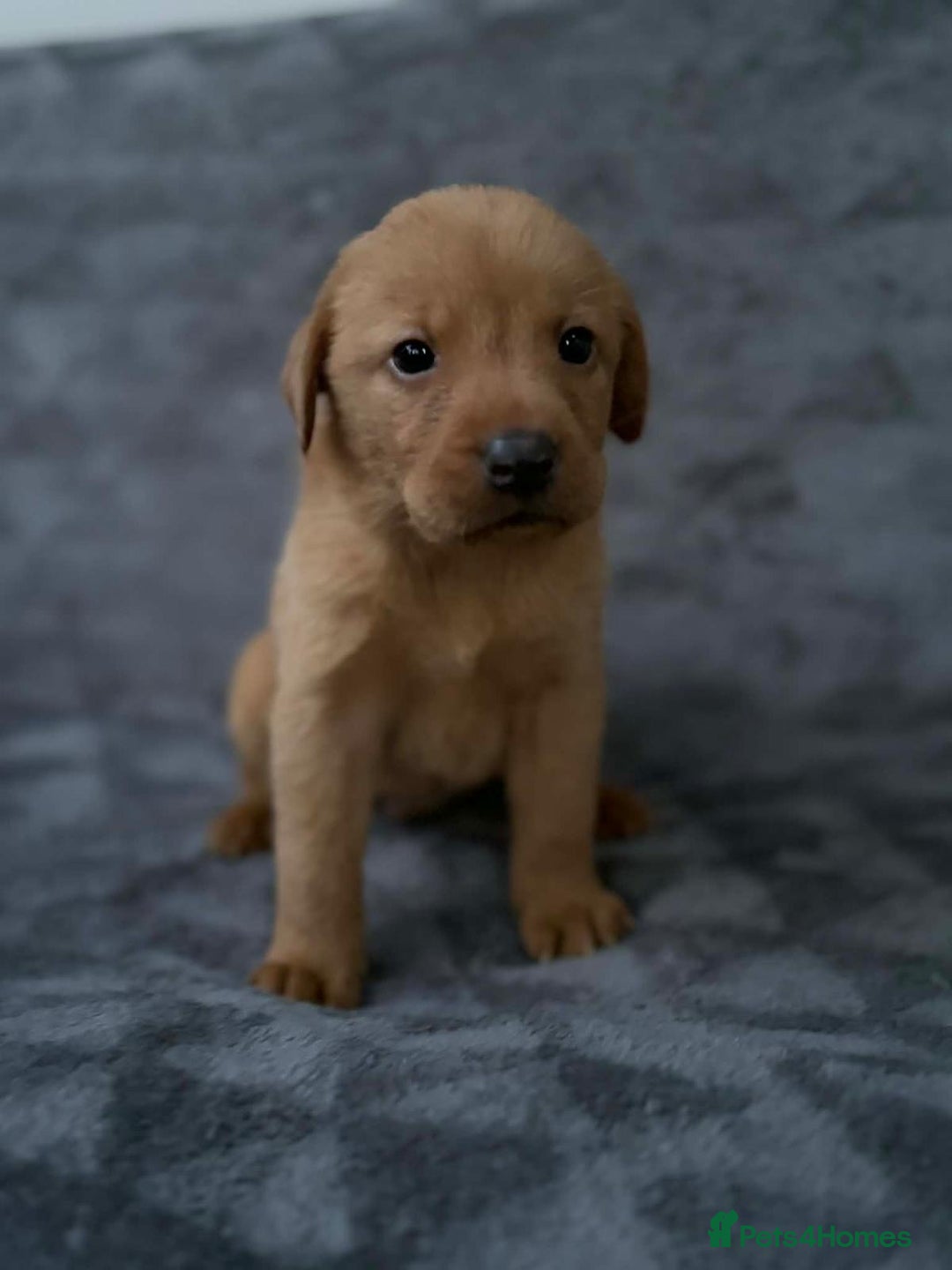 Labrador Retriever dogs for sale: 🏡 Labrador puppies 🐶 - Advert 2