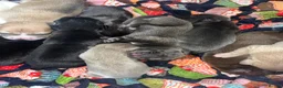 American Bull Staffy dogs for sale: 5m/o Grey/blue female American bulldog staff runt  - Advert 5