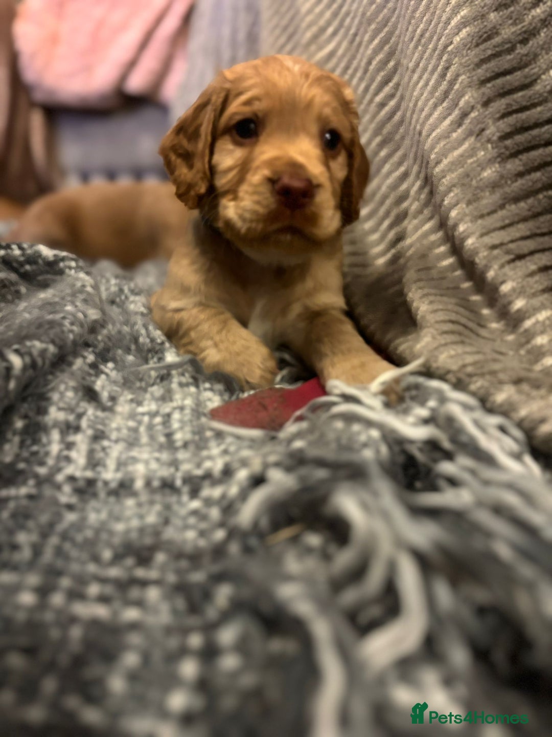 Cocker Spaniel dogs for sale: Pedigree Cocker Spaniels SOLD - Advert 16