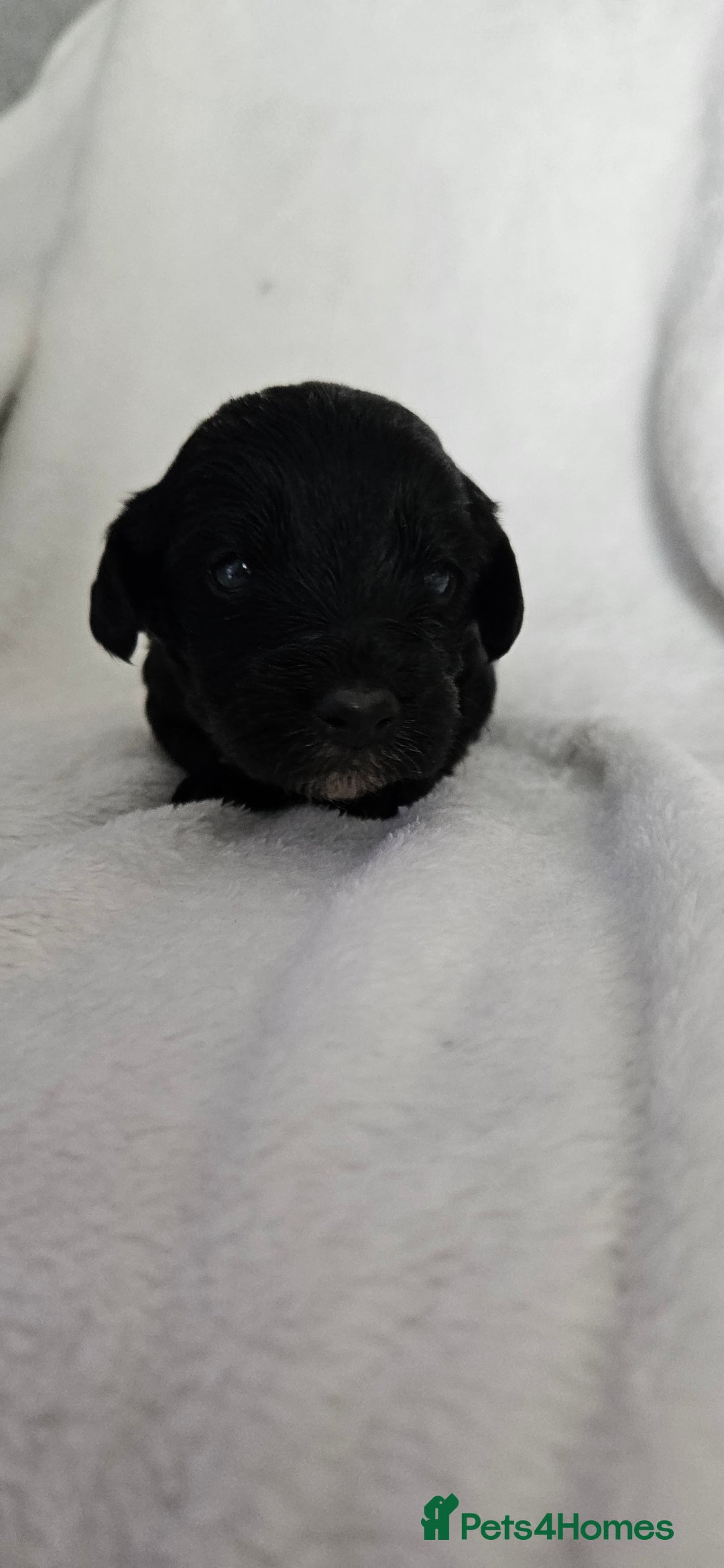 Mixed Breed dogs for sale: Toy Yorkipoo  - Image 2