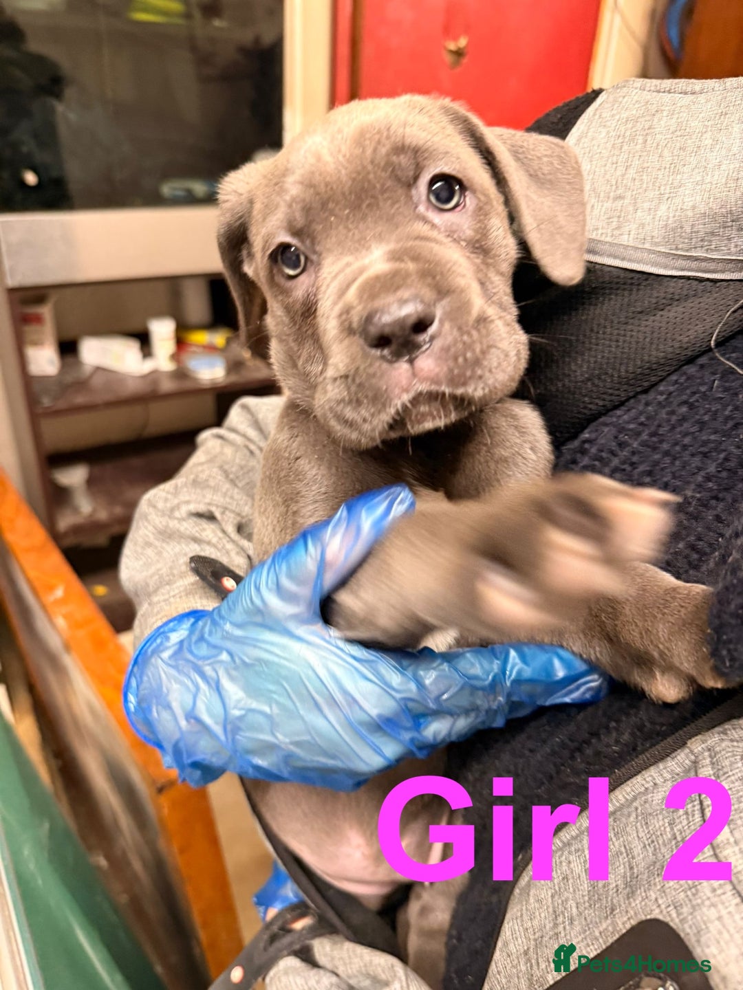 Cane Corso dogs for sale: Stunning Cane Corso Puppies for sale - Image 23