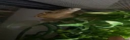 Gecko reptiles for sale: female super dalmatian crested gecko for sale  in Bolton - Advert 4