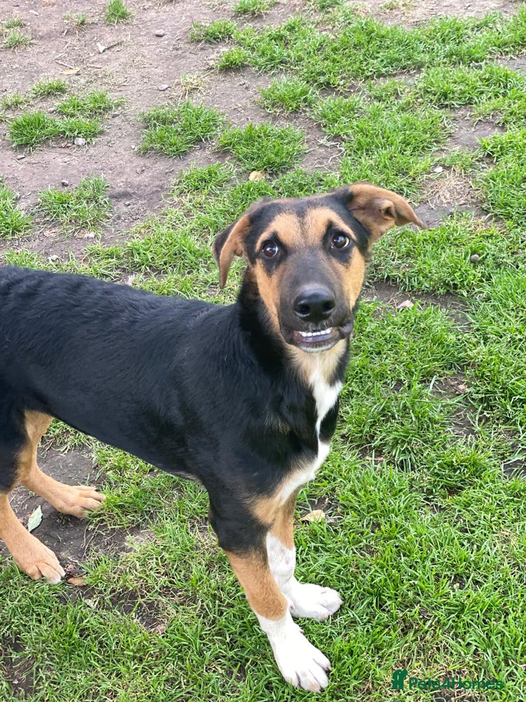 Mixed Breed dogs for adoption: 💙🐶 BRUNO -The Big, Loving Pup: FOSTER or ADOPT - Advert 3