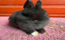 Netherland Dwarf rabbits for sale: Young Netherland Dwarfs for sale in Barrow-in-Furness - Image 23