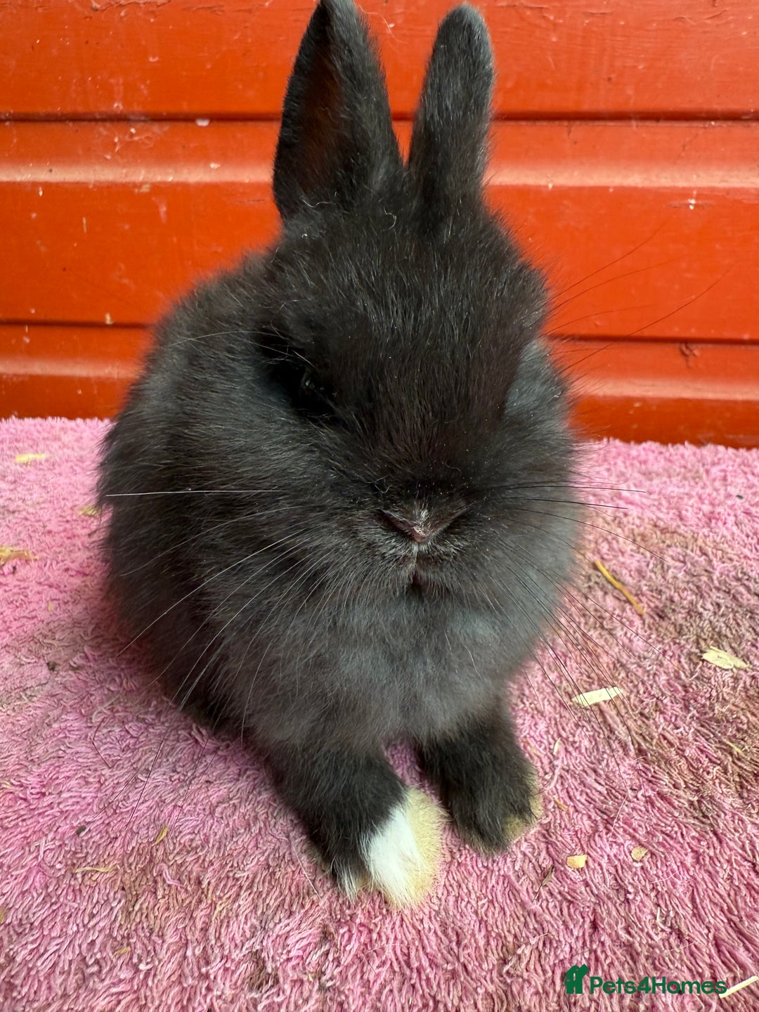 Netherland Dwarf rabbits for sale: Young Netherland Dwarfs for sale in Barrow-in-Furness - Image 23