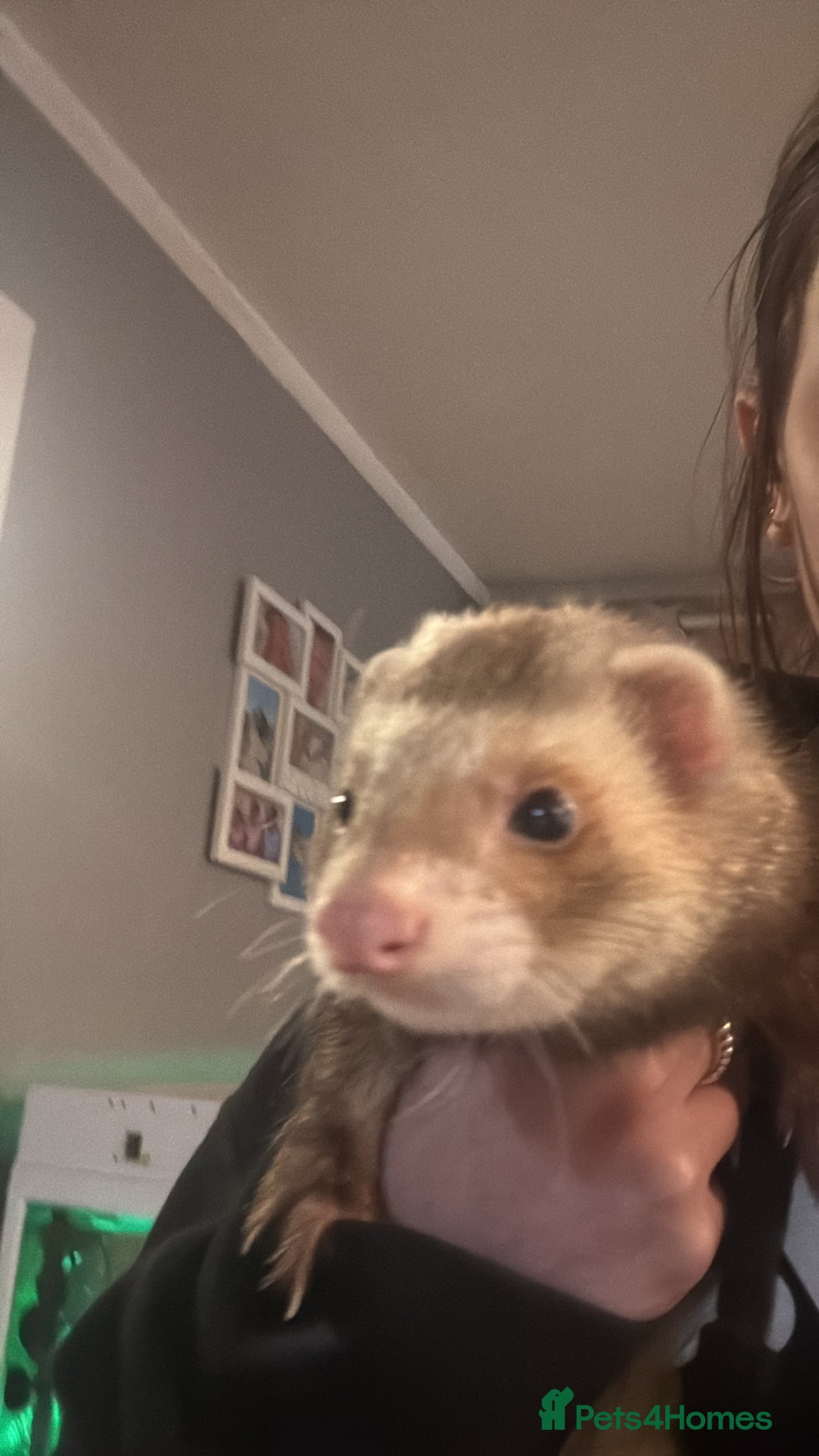 Ferret rodents for sale: Ferret for sale  - Advert 3
