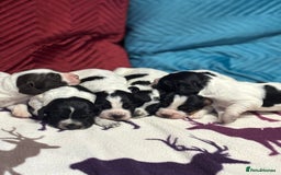 Cocker Spaniel dogs for sale: Gorgeous Blue Roan Cocker Spaniel Puppies  - Image 6