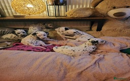Dalmatian dogs for sale: Dalmation Puppies For Sale - Advert 19