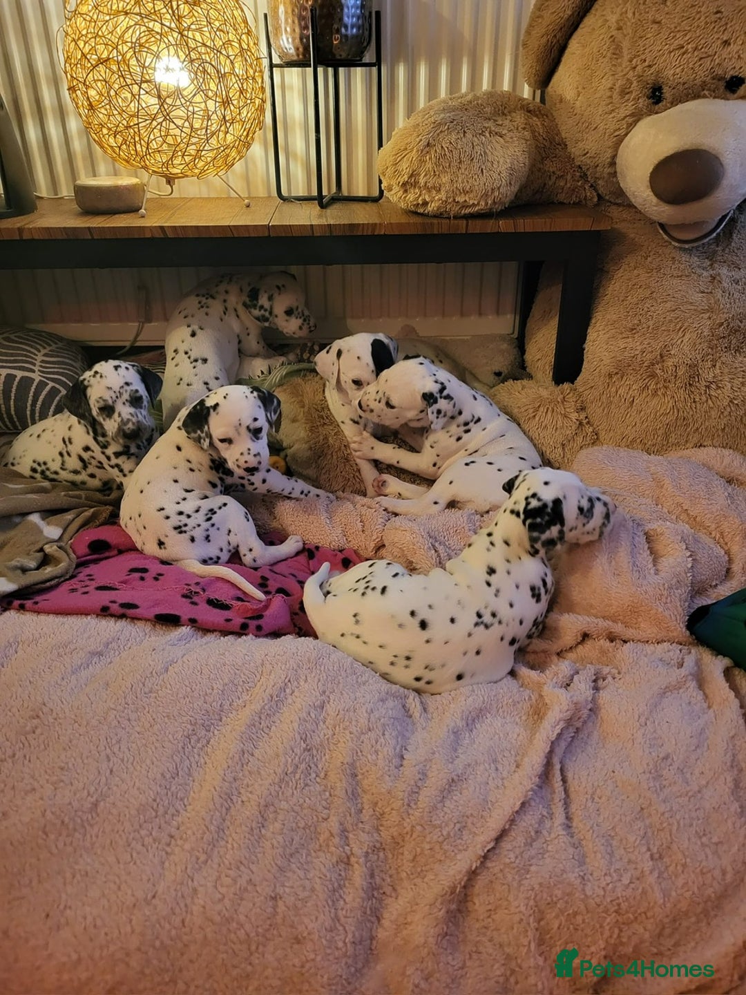 Dalmatian dogs for sale: Dalmation Puppies For Sale - Advert 19