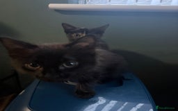 British Longhair cats for sale: 2 beautiful kittens looking for a home - Image 3