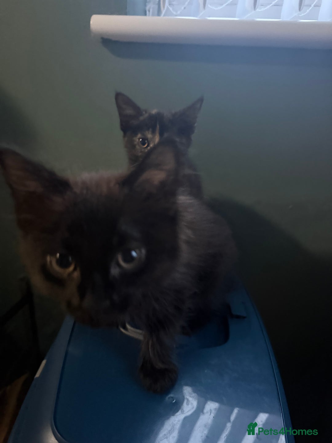 British Longhair cats for sale: 2 beautiful kittens looking for a home - Image 3