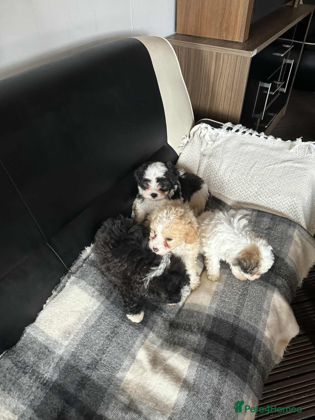 Mixed Breed dogs for sale: Bichon Maltese mix  - Advert 8