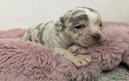 Olde English Bulldogge dogs for sale: Old English Bulldog PUPPIES 👀‼️ - Image 7