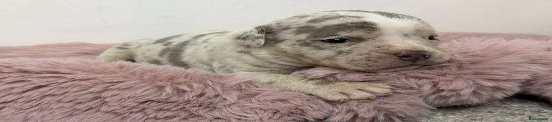 Olde English Bulldogge Puppy 5