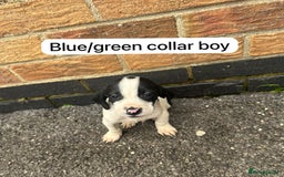 Mixed Breed dogs for sale: Beautiful litter of cocker Jacks - Image 8