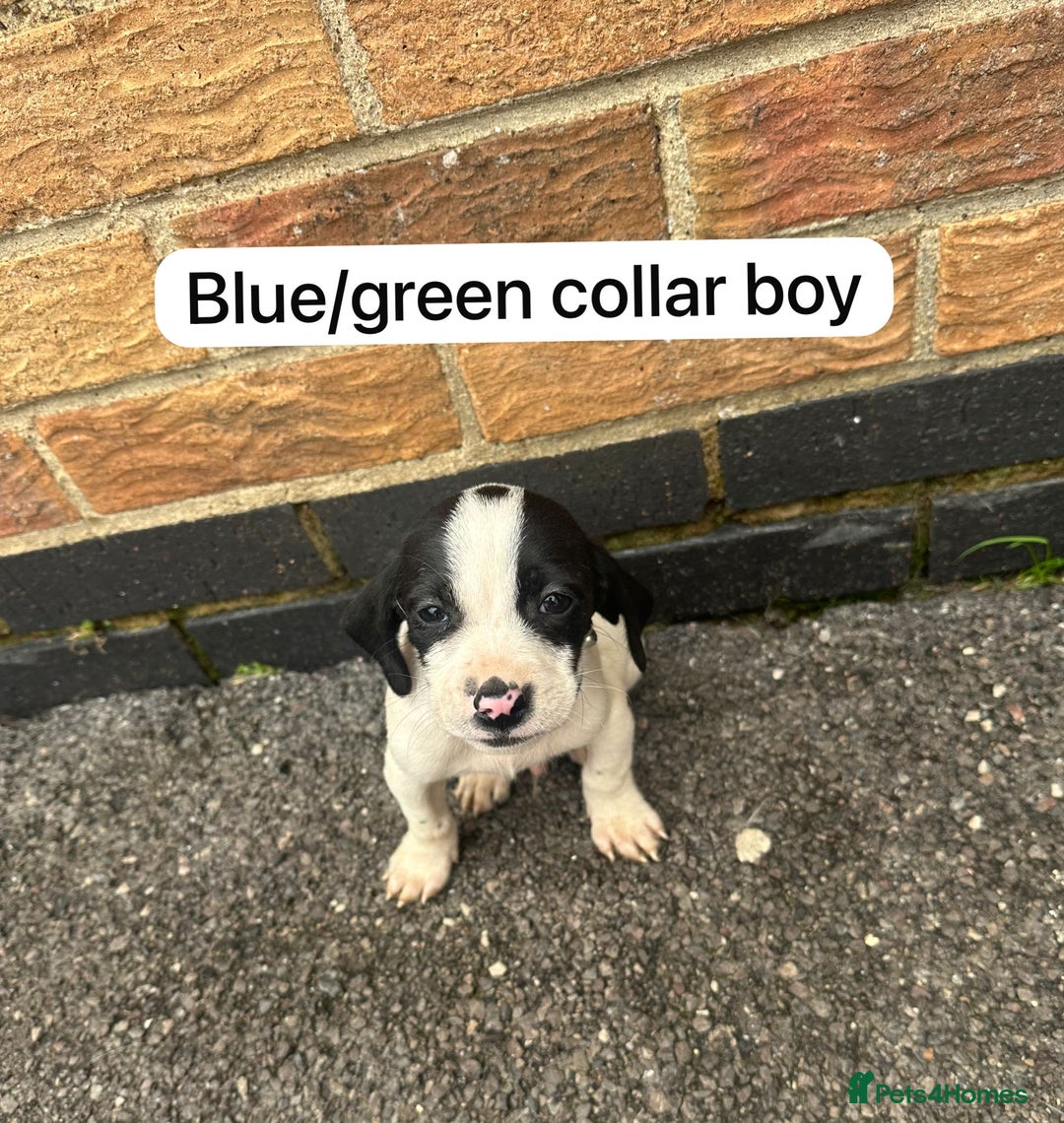 Mixed Breed dogs for sale: Beautiful litter of cocker Jacks - Image 8