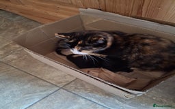Mixed Breed cats for sale: 2 beautiful kittens.  - Image 7