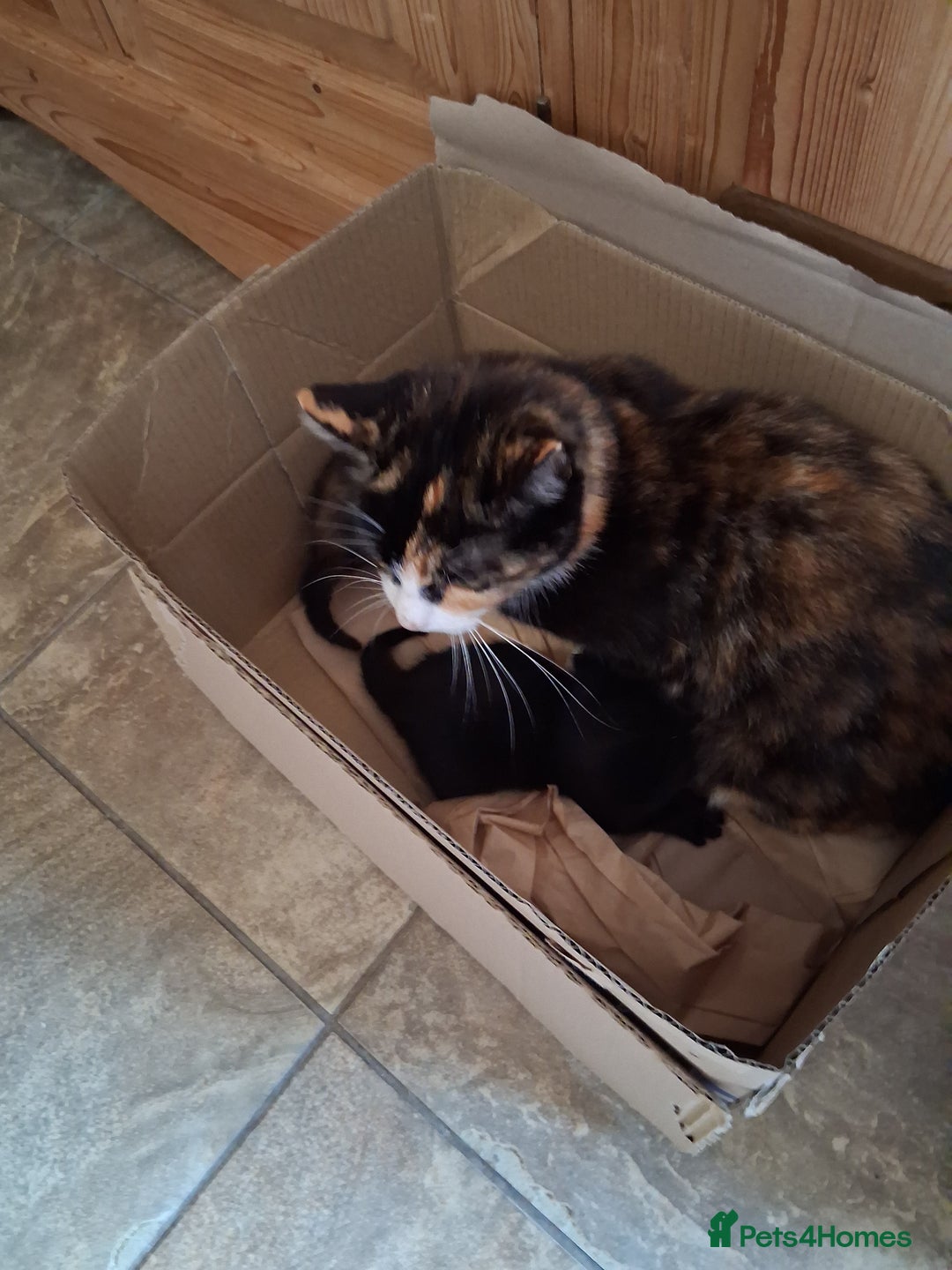Mixed Breed cats for sale: 2 beautiful kittens.  - Image 7