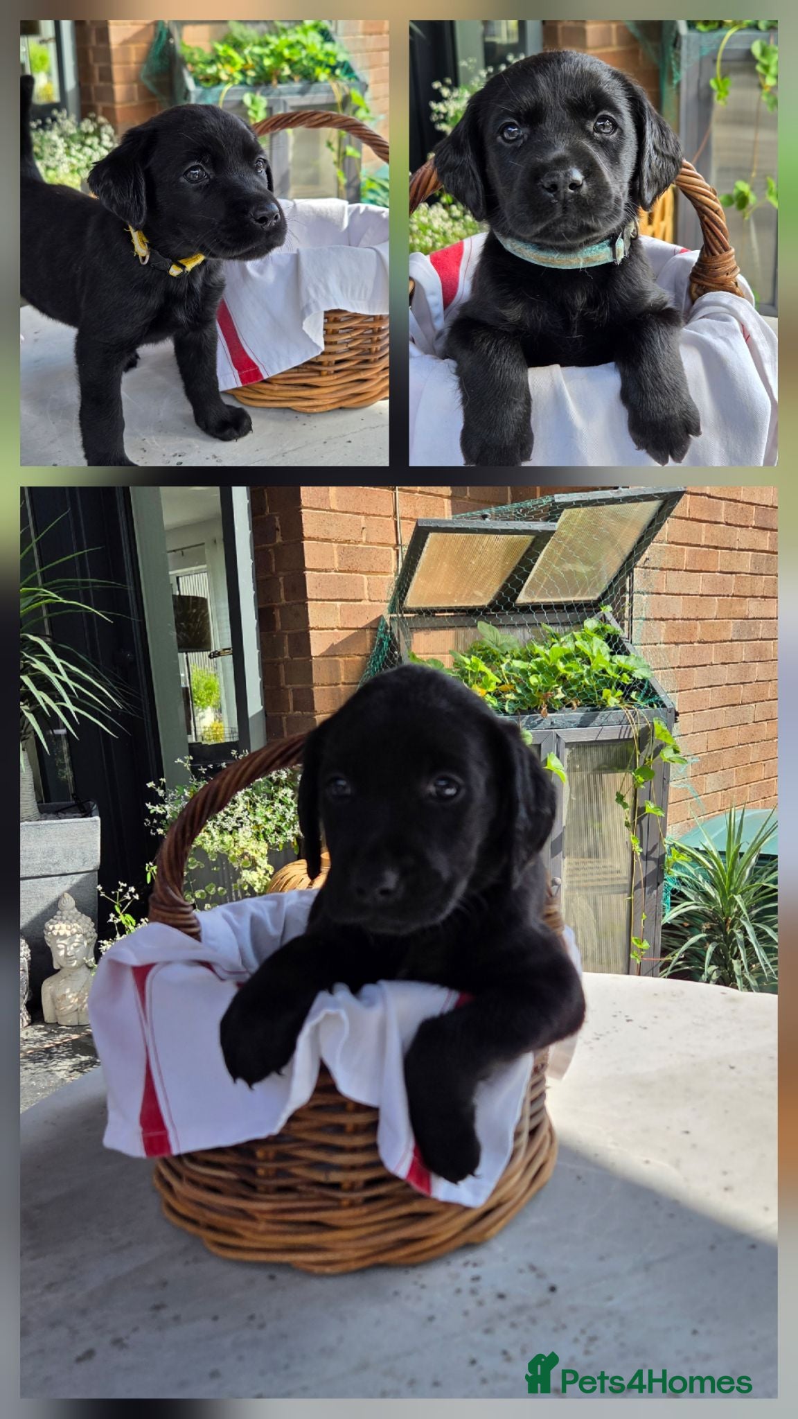 Labrador Retriever dogs Beautiful Labrador Puppies-3 girls remain - Advert 18