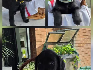 Labrador Retriever dogs Beautiful Labrador Puppies-3 girls remain - Advert 18
