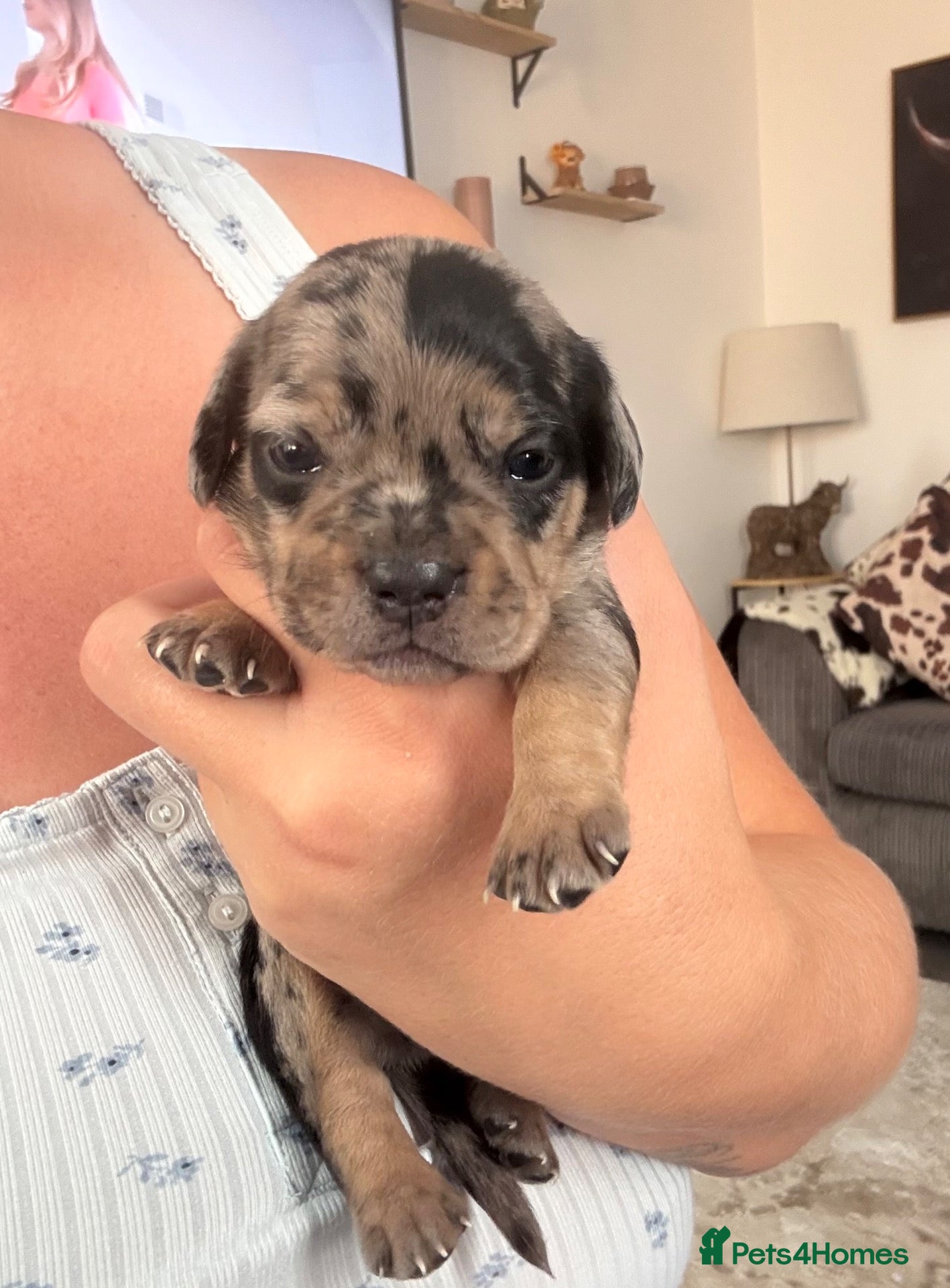 Mixed Breed dogs 2 gorgeous girls left to find their homes - Advert 15