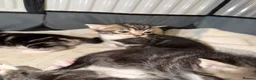 Domestic Shorthair cats for sale: Kittens - Advert 3