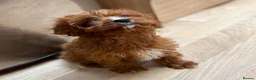 Cavapoo dogs for sale: F1b Cavapoo puppies! - Advert 25