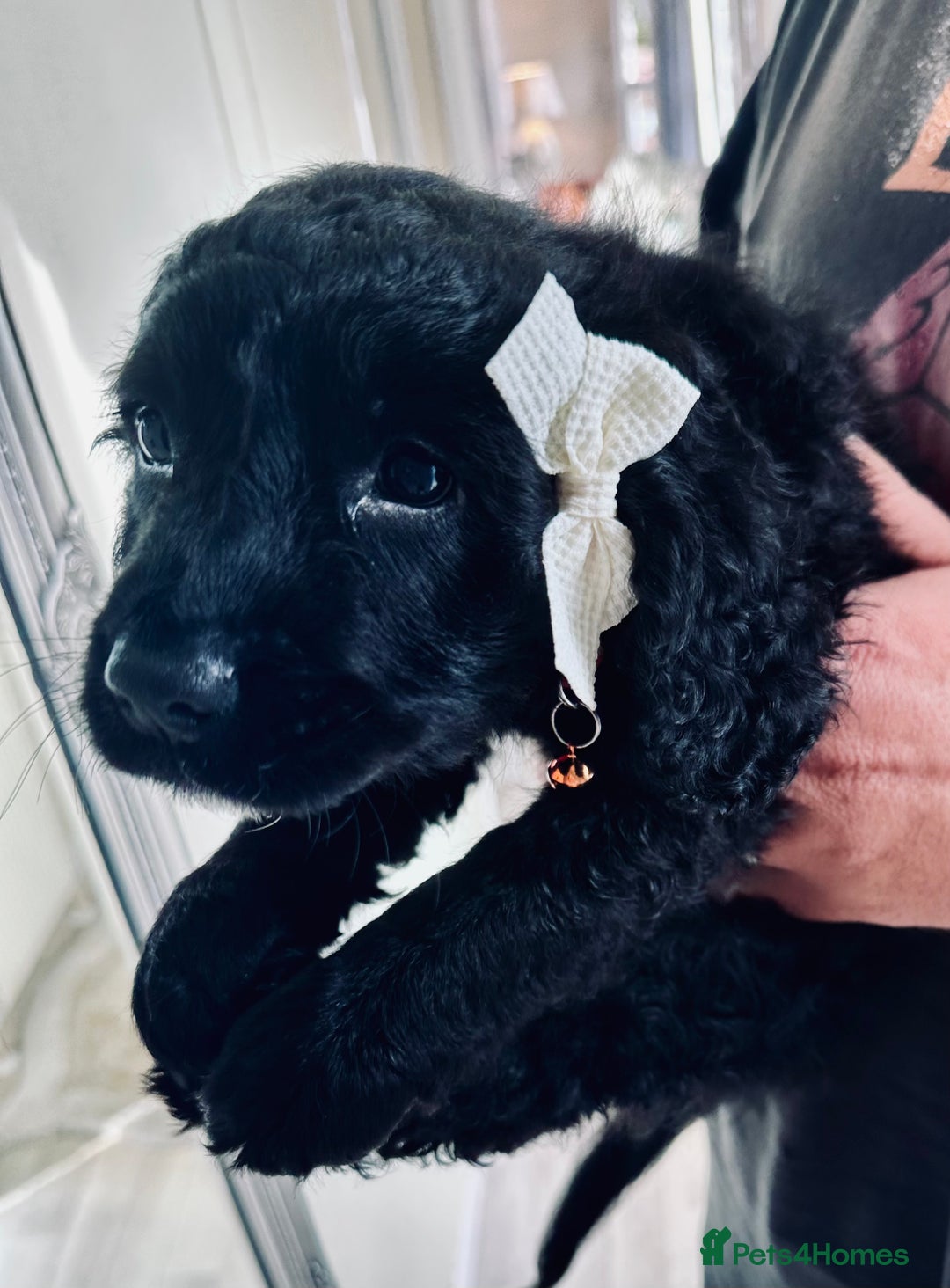 Mixed Breed dogs for sale: Beautiful Sproodle puppies stunning  - Image 17