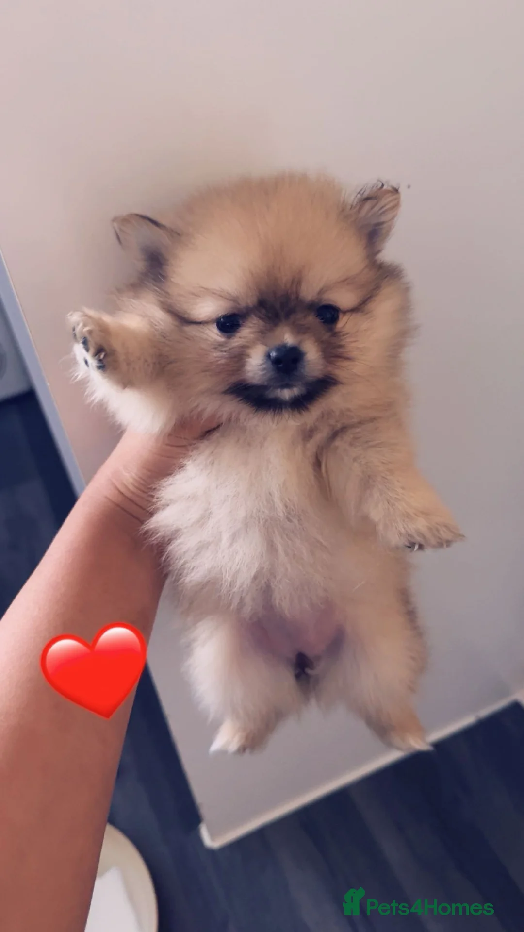 Pomeranian dogs for sale: Pomerian puppies - Advert 2