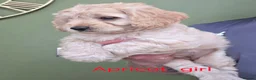 Cockapoo dogs for sale: F1 Cockapoos hereditary clear - Advert 9