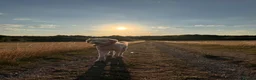 Double Doodle dogs for stud: Stud (sheepadoodle/double doodle) in Barnsley - Advert 3