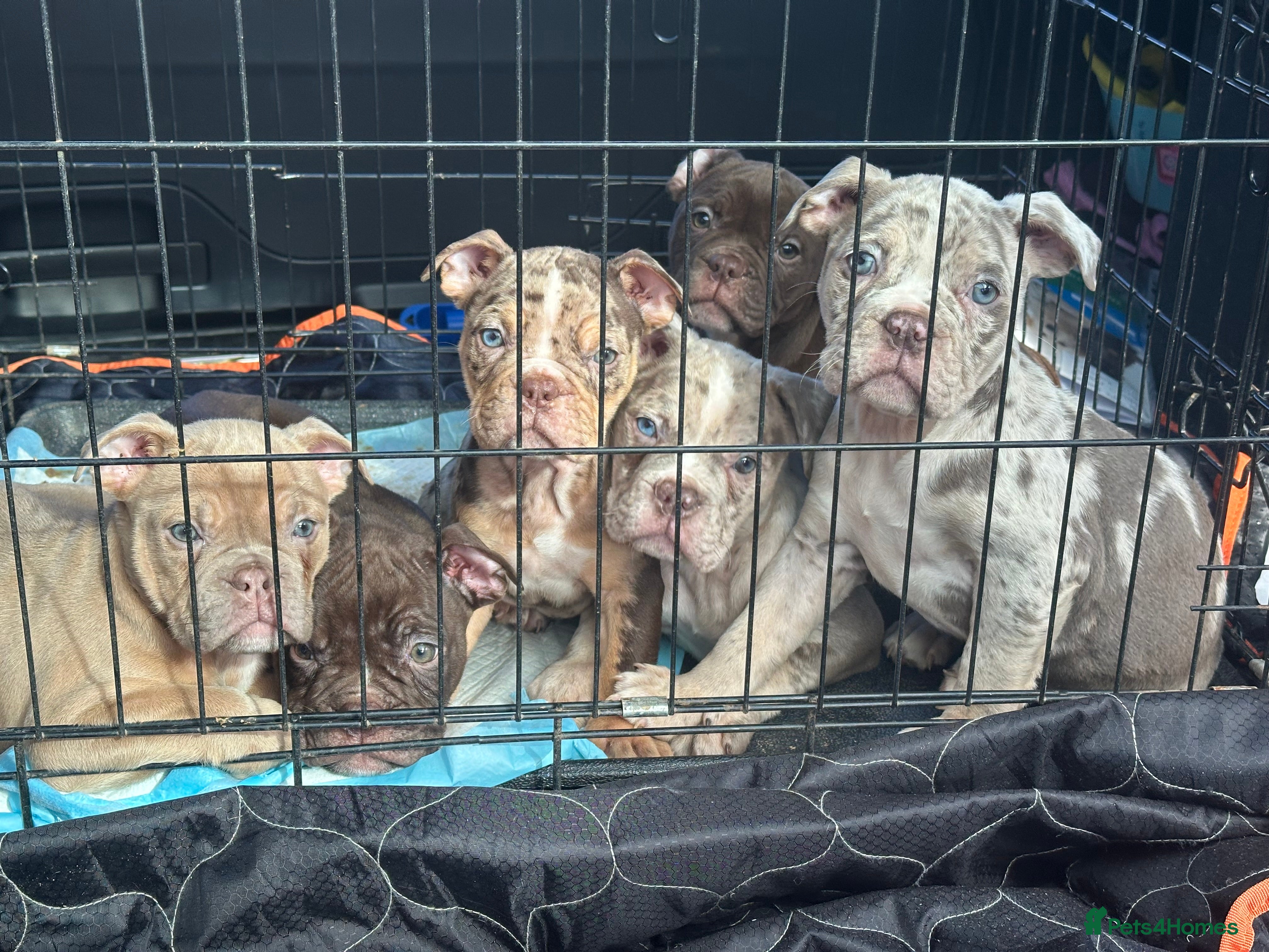 Old Tyme Bulldog dogs 7 old English bulldogs  - Advert 4