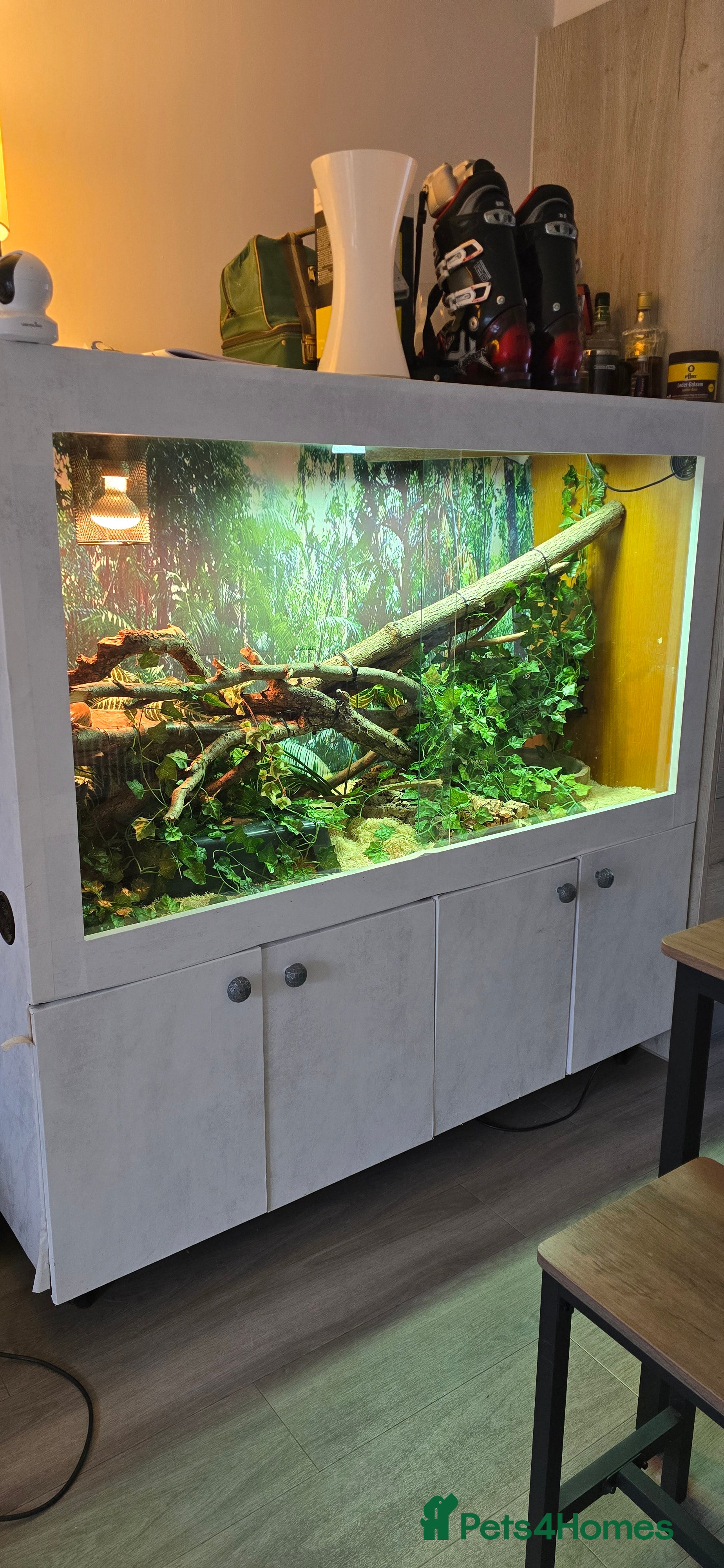 Boa Snake reptiles Large 5ft Boa Vivarium Setup + 2 Boa Constrictors - Advert 1