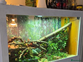 Boa Snake reptiles Large 5ft Boa Vivarium Setup + 2 Boa Constrictors - Advert 10