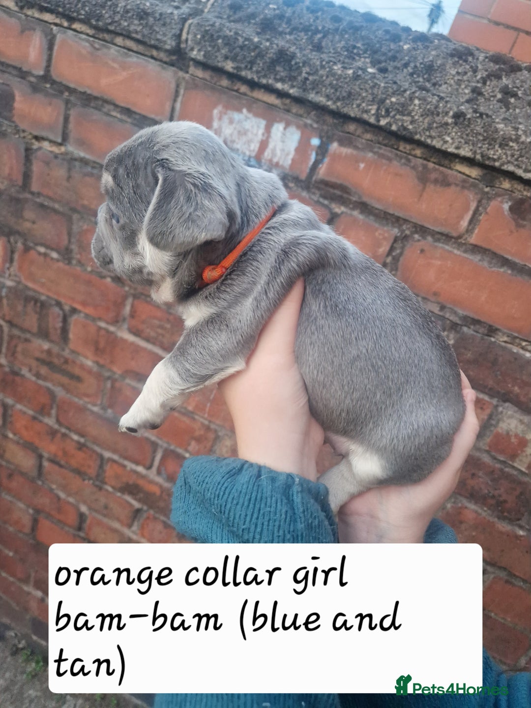 French Bulldog dogs for sale: 6 beautiful frenchies  - Image 7