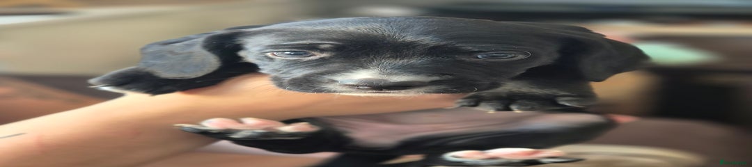 Spook